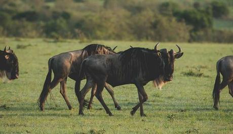 Guindy Raashtree udyaan