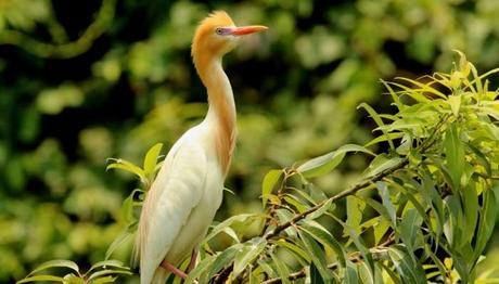 Pushpagiri Wildlife Sanctuary