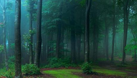 Chettalli is the most beautiful place in coorg attractive place