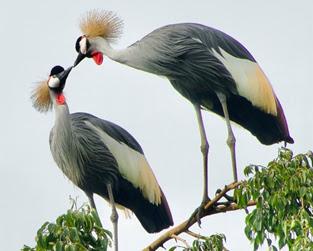 BIRDS OF UMUSAMBI VILLAGE, KIGALI, RWANDA: Guest Post by Karen Minkowski