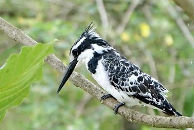 BIRDS OF UMUSAMBI VILLAGE, KIGALI, RWANDA: Guest Post by Karen Minkowski