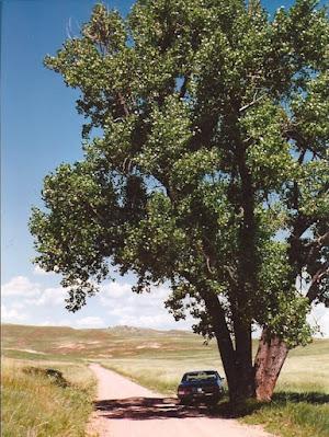 South Dakota Tree-Following—Plains Cottonwood
