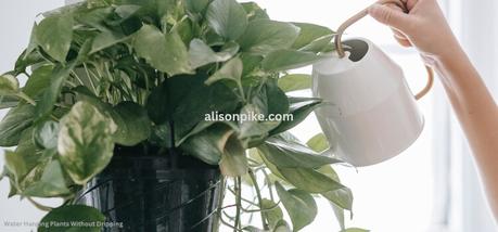 How to Water Hanging Plants Without Dripping??