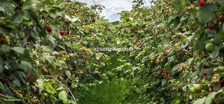 How to Grow Strawberries in a Greenhouse??