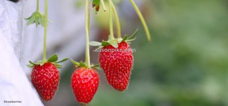 How to Grow Strawberries in a Greenhouse??