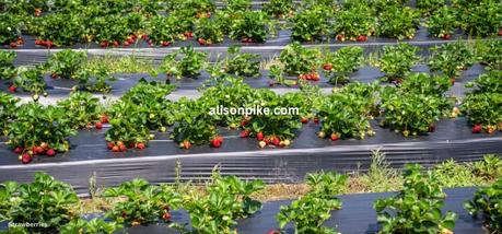 How to Grow Strawberries in a Greenhouse??