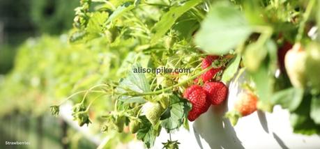 How to Grow Strawberries in a Greenhouse??