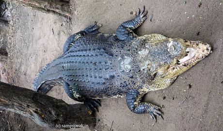 Symbol of Romance - and - love song on this day !! Symbol of Romance - and - love song on this day !!