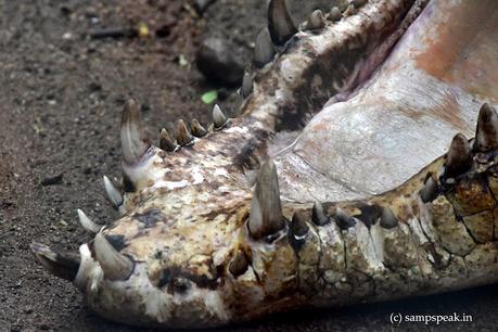 Symbol of Romance - and - love song on this day !! Symbol of Romance - and - love song on this day !!