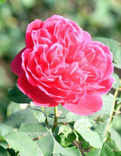 Symbol of Romance - and - love song on this day !! Symbol of Romance - and - love song on this day !!