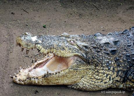 Symbol of Romance - and - love song on this day !! Symbol of Romance - and - love song on this day !!