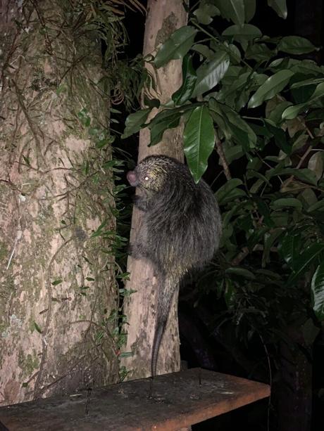 nighttime photo of a porcupine on a tree branch at pousada lagamar ilha grande hotel