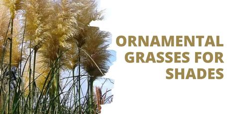 Shaded Serenity: Selecting Ornamental Grasses for Low-Light Gardens