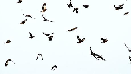 Statutory of Mynahs    -   ஒரு மைனா மைனா குருவி மனசார பாடுது