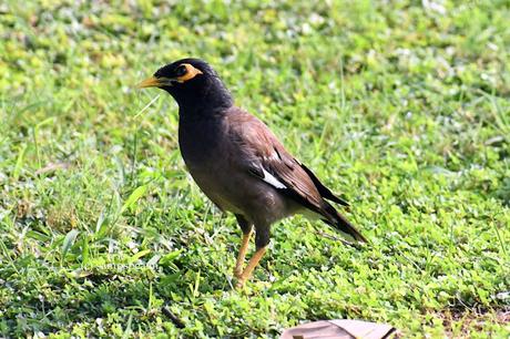 Statutory of Mynahs    -   ஒரு மைனா மைனா குருவி மனசார பாடுது