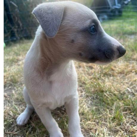 Baby whippet puppy is so soft and cuddly