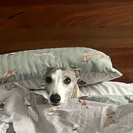 Whippets love to snuggle up in bed