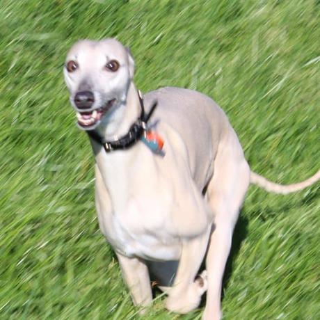 Whippets run fast so you need clothes that move with you