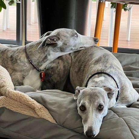 neutral colours of whippets inspire outfits