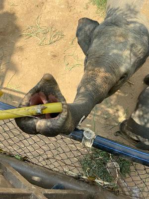 ELEPHANT SANCTUARY AT KOH SAMUI ISLAND, THAILAND, Guest Post by Tom Scheaffer