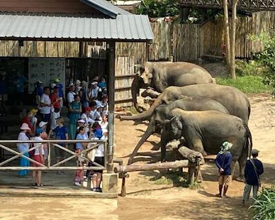 ELEPHANT SANCTUARY AT KOH SAMUI ISLAND, THAILAND, Guest Post by Tom Scheaffer