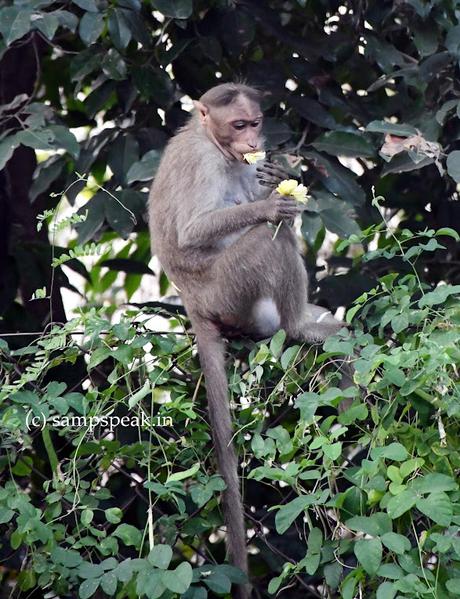 குரங்கு கையில் பூமாலை குரங்கு கையில் பூமாலை