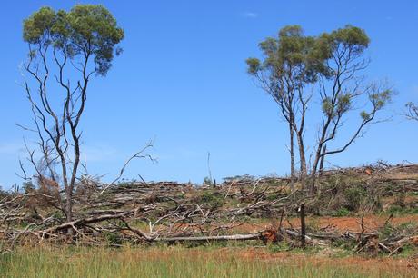 New ecosystems, unprecedented climates: more Australian species than ever are struggling to survive