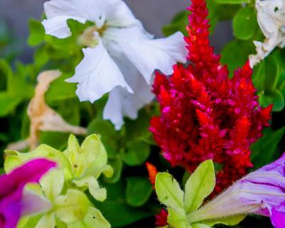 Dream Flowers