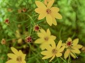 Dream Flowers
