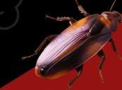 Does Cockroach Calamity Impact Value Your Property Northern Beaches?