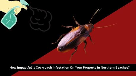 How Does Cockroach Calamity Impact the Value of Your Property In Northern Beaches?