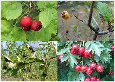 Fruits of the Rose Family—a Cornucopia!