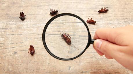 Tips to Keep Your Home Pest-Free Throughout the Year