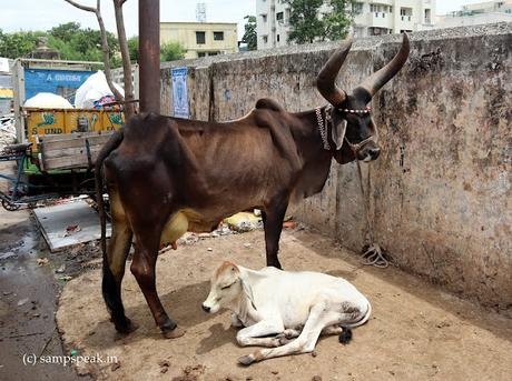 Cow  &  Calf   -   Election Symbols