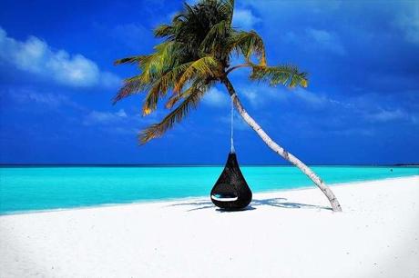 view of a swing hanging from palm tree in maldives