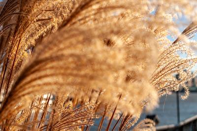 What do these 2 things have in common?