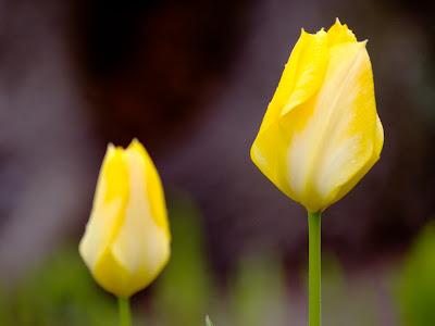 Did you know that tulips track the sun across the sky? [phototropism]