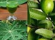 Boil Guava Pawpaw Leaves Together, Drink Daily Week Help With This Health Problems”