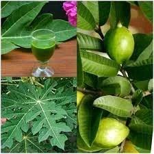 Boil Guava And Pawpaw Leaves Together, Drink Daily For A Week To Help With This Health Problems”