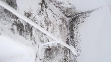 Mold Damage and Property Value: How Mold Infestation Can Affect the Value of Homes and Buildings