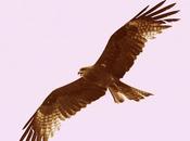 Black Kite, Parunthu Flying சிறிய பறவை, சிறகை விரிக்க துடிக்கிறதே