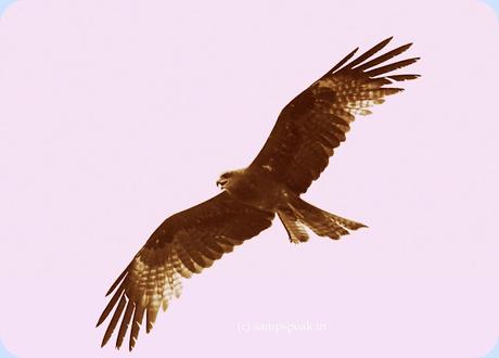Black Kite, Parunthu flying !  ~  சிறிய பறவை, சிறகை விரிக்க துடிக்கிறதே