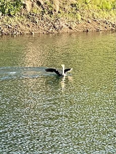 cormorant swimming in reservoir 