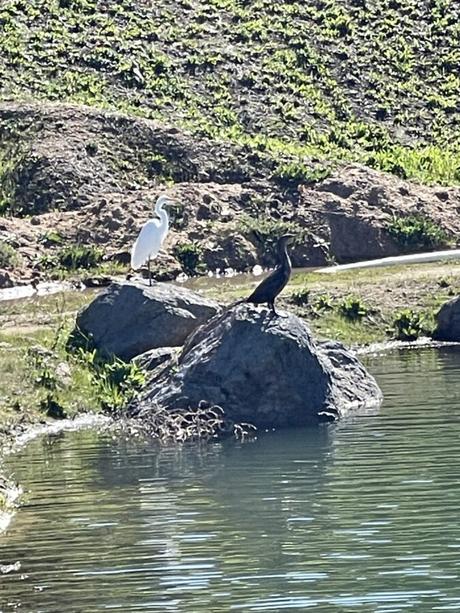 cormorant and egret on the rocks by the reservoir 