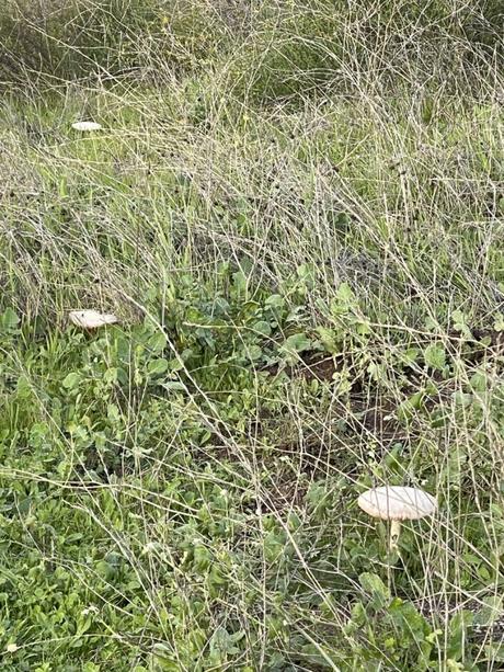 mushrooms grow after the rains 