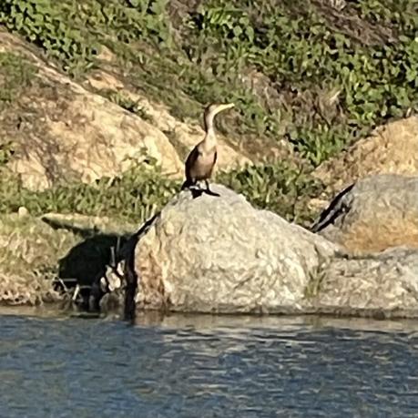 cormorant by the reservoir