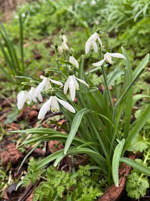 A time of division for the snowdrops