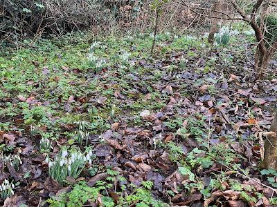 A time of division for the snowdrops