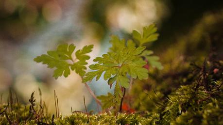 1. Needs Assessment and Requirement Gathering for LMS Software Development