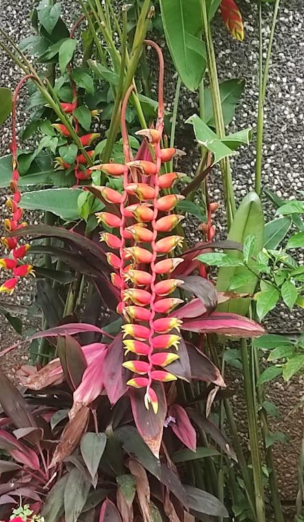 flower -  Bird of Paradise !